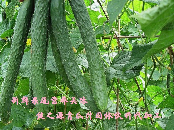 青瓜的六大營養(yǎng)價(jià)值，你知道嗎？